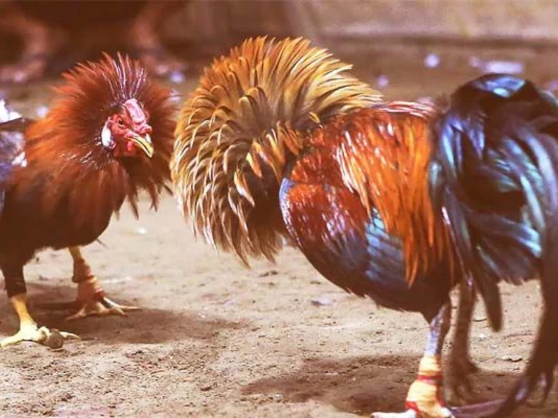 Kiến thức và bí quyết nuôi gà đòn từ Daga