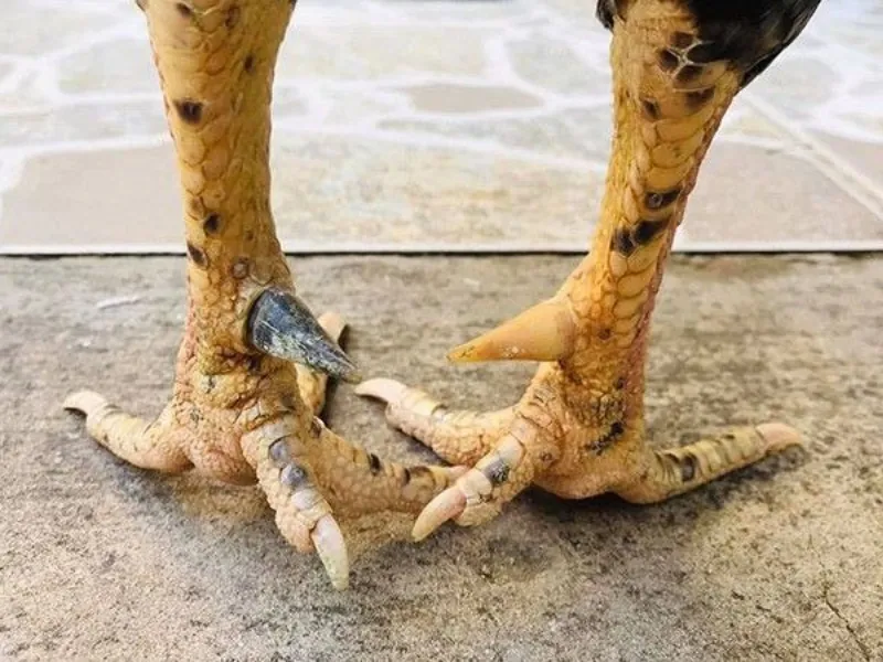 Nhận định cá nhân khi gà đòn đá với gà cựa