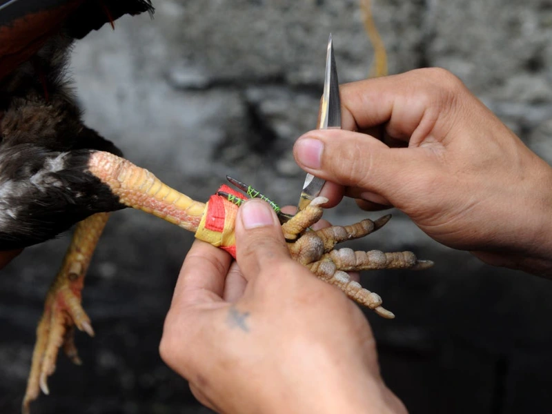 Cựa dao - Vũ khí quyết định chiến thắng 🗡️